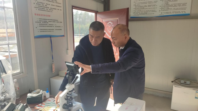 竹山畜牧中心：开展生猪供精技术指导工作