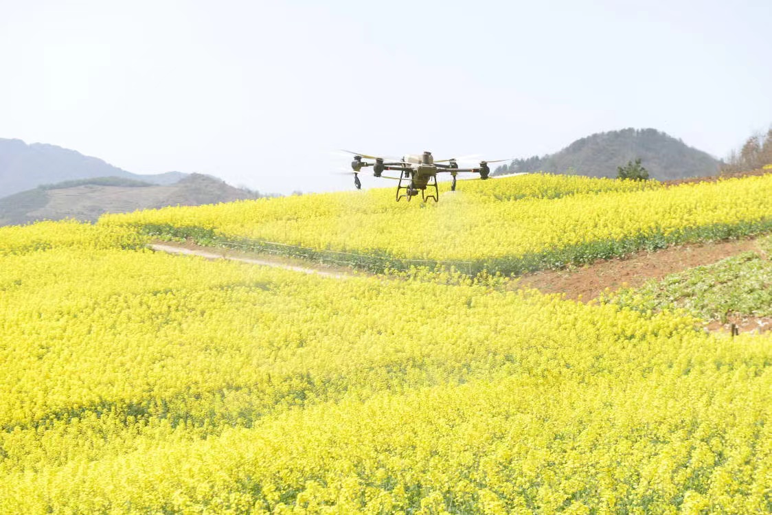 上庸镇：无人机防治病虫害6000亩油菜丰收有望