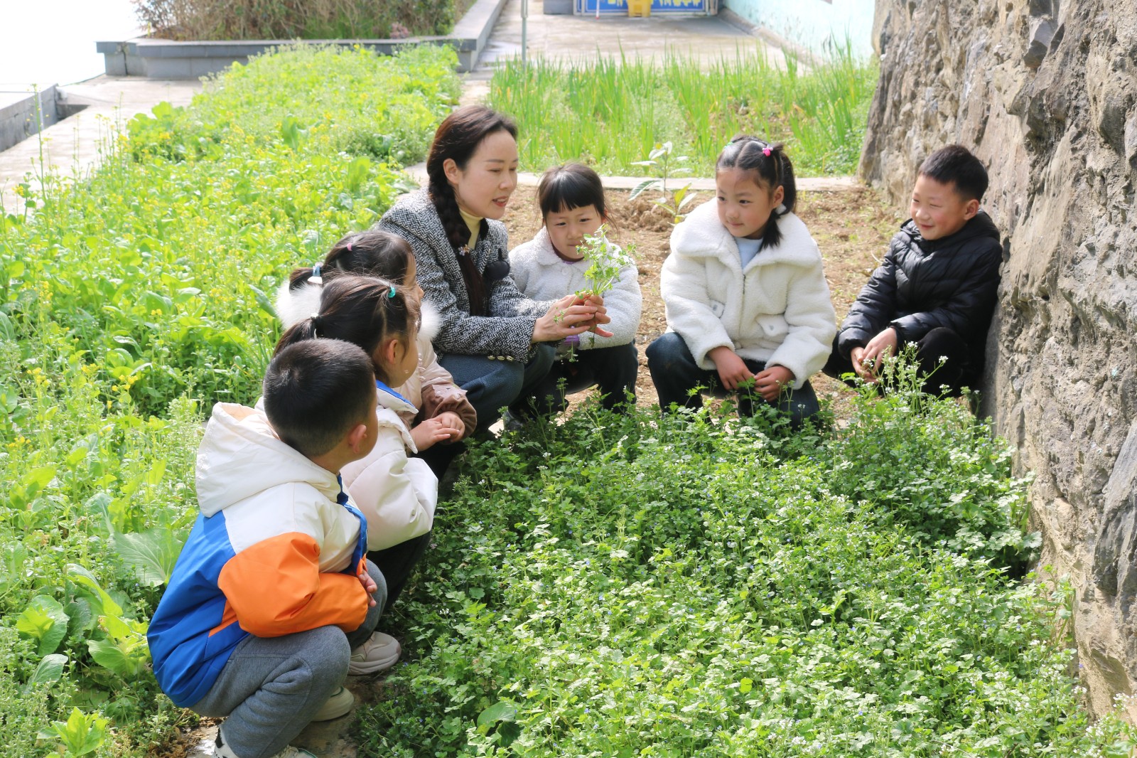 柳林乡中心幼儿园：体验田间乐趣 共享劳动之美