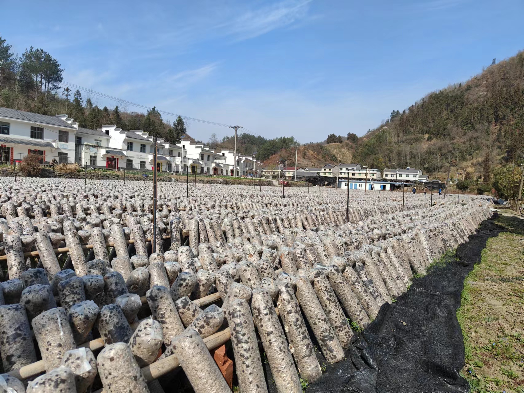 健全香菇产业链条　助推乡村产业振兴