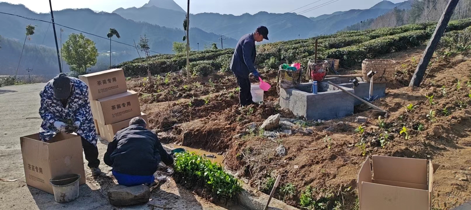 补种茶苗 　打造美丽大庙