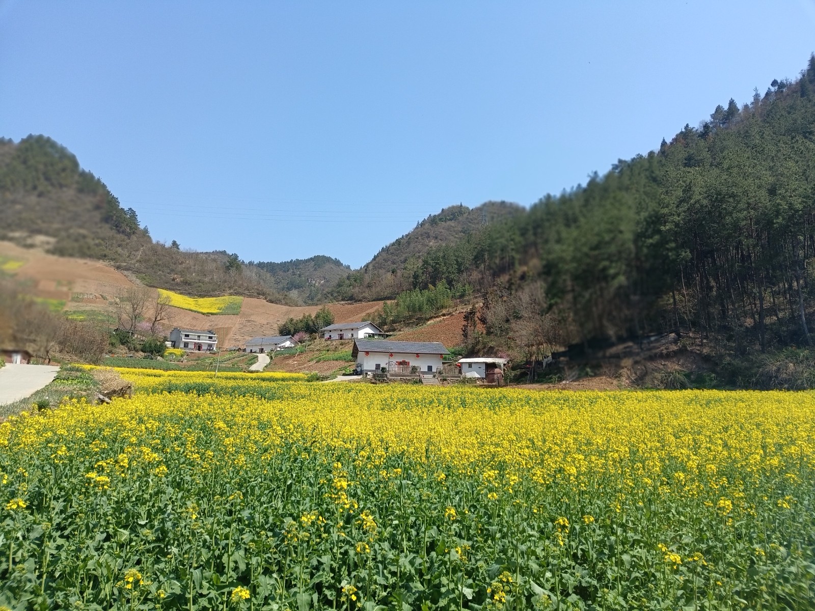 楼台乡：油菜花开春意浓 和美乡村入画来