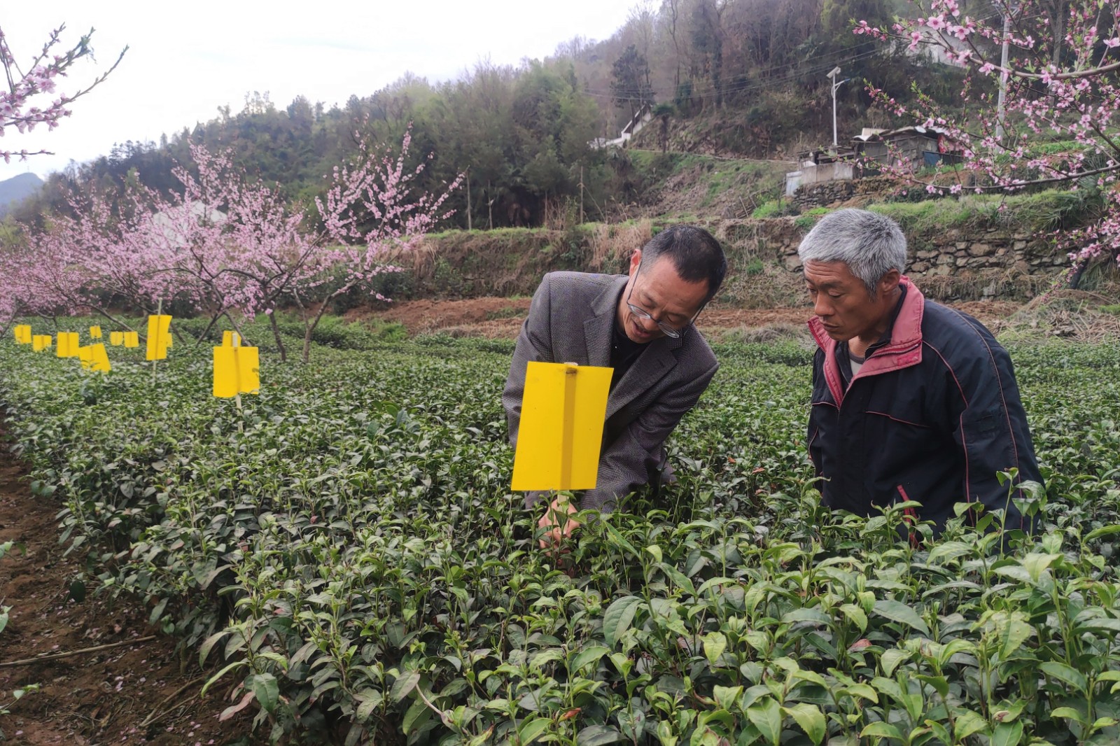 春茶吐新绿 茶农采摘忙