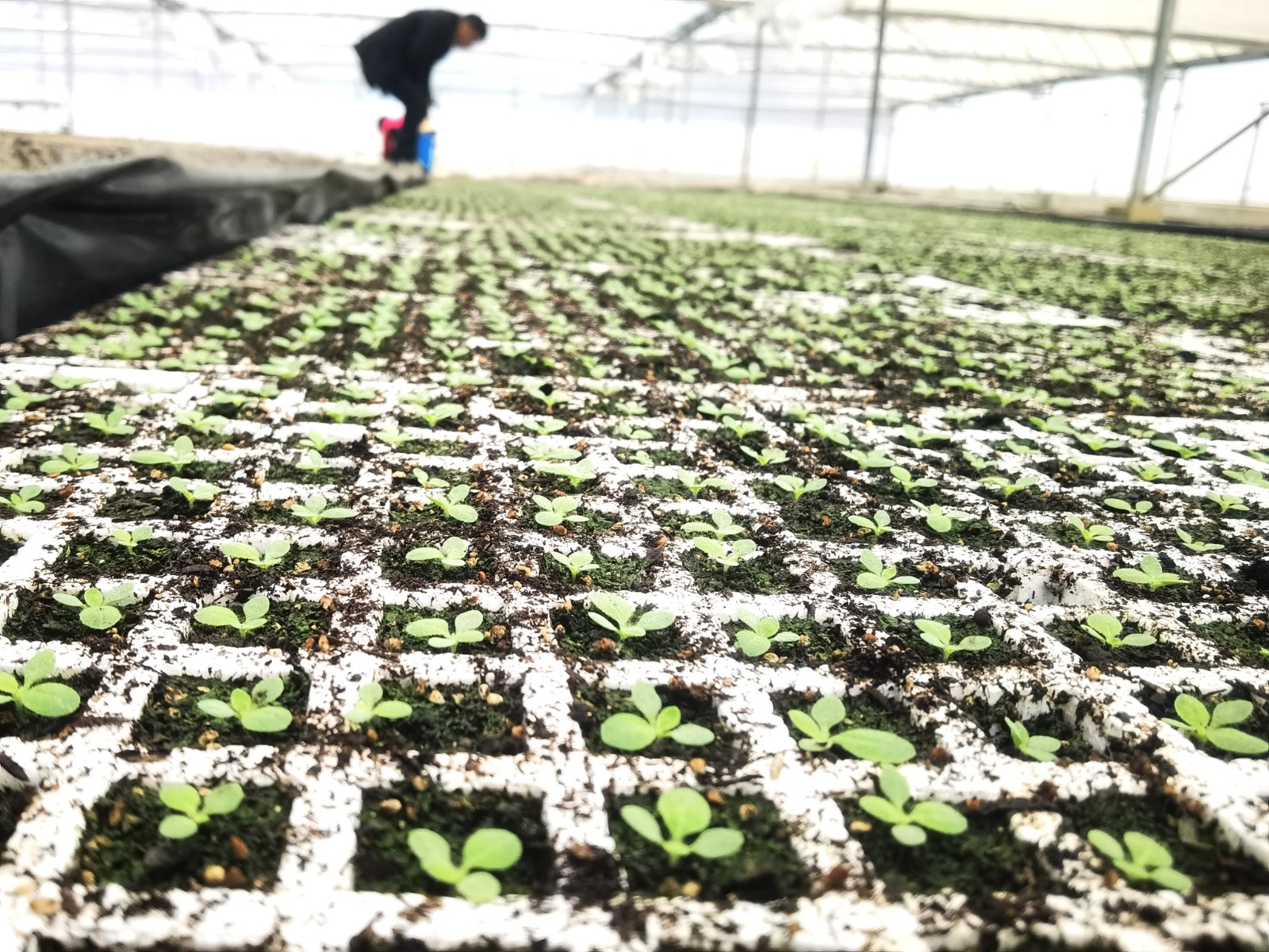 官渡镇：万亩烤烟育苗忙