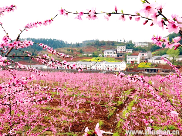 秦古.jpg