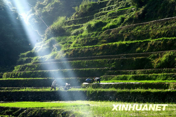 6月3日,龙胜县和平乡大寨村村民在梯田上耕作。