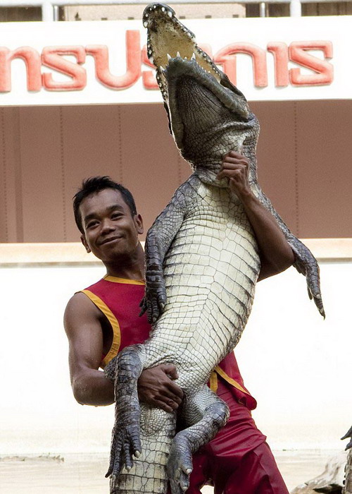 馴獸員抱起鱷魚