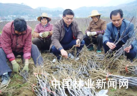 竹山縣東川林業(yè)中心苗圃的工人正在對(duì)出圃的冬棗苗進(jìn)行分級(jí)處理。