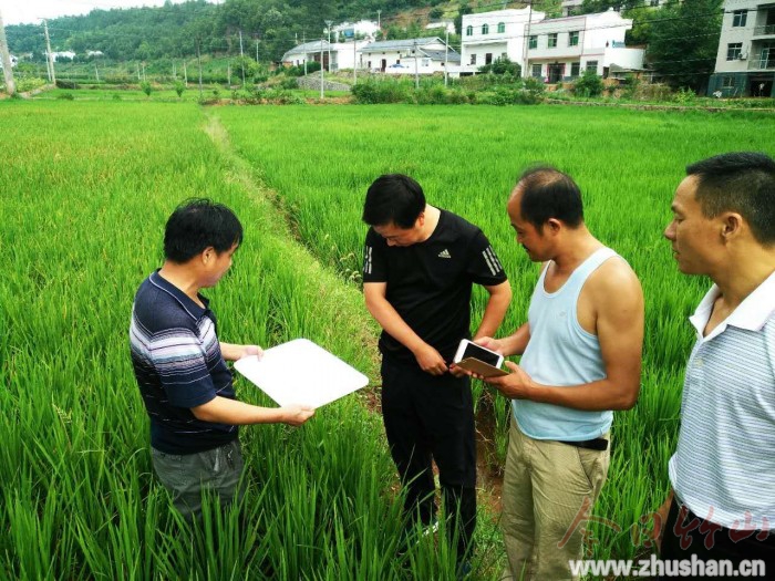 擂鼓镇加强水稻病虫害防治.jpg