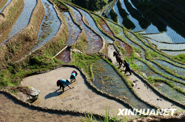 6月4日,龙胜县和平乡田头寨村民在梯田插秧。