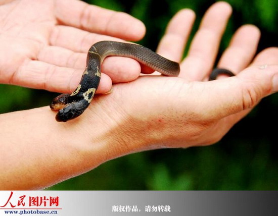 8月6日，在江西九江縣拍攝的一條剛脫完皮的雙頭眼鏡幼蛇。  版權作品，請勿轉載 。