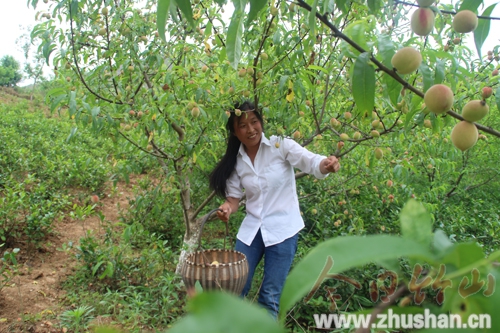 官渡红冠桃.jpg