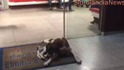 宠物狗不知主人病逝 医院门口等候8天8夜(图)