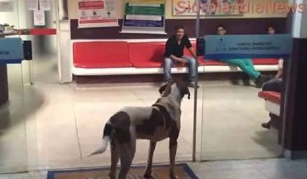 宠物狗不知主人病逝 医院门口等候8天8夜(图)