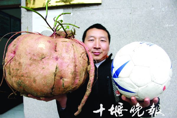 红薯.jpg