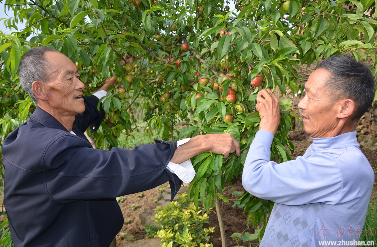 陈声恒(左)在脱贫户赵永田果园察看桃子长势6.jpg
